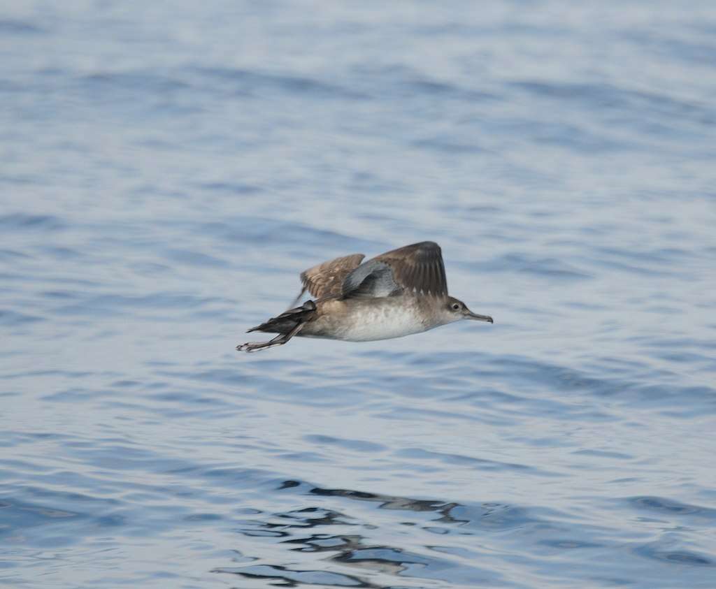 Image of Balearic Shearwater