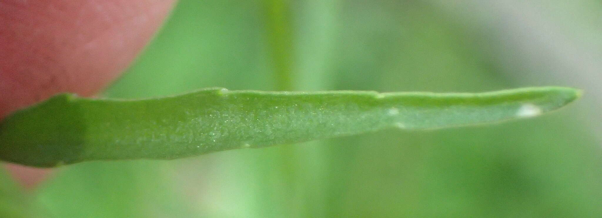 Слика од Lobelia flaccida (C. Presl) A. DC.