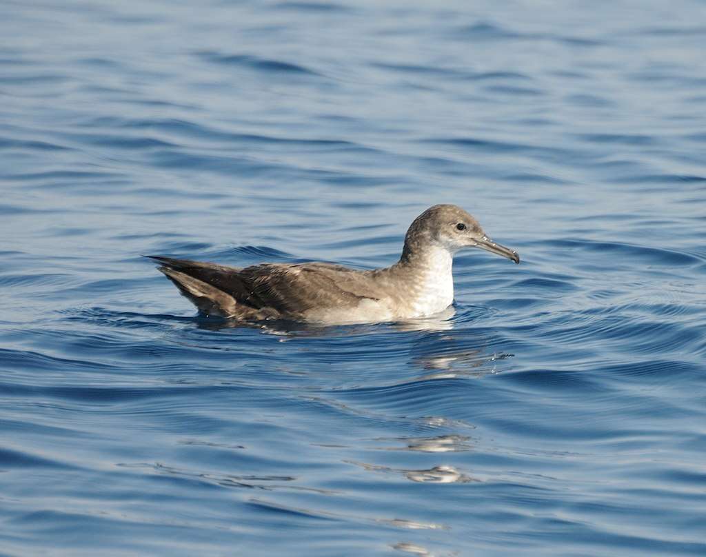 Imagem de Puffinus mauretanicus Lowe 1921