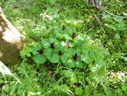 Imagem de Trillium chloropetalum (Torr.) Howell