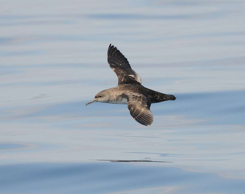 Imagem de Puffinus mauretanicus Lowe 1921