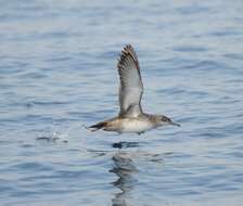 Imagem de Puffinus mauretanicus Lowe 1921