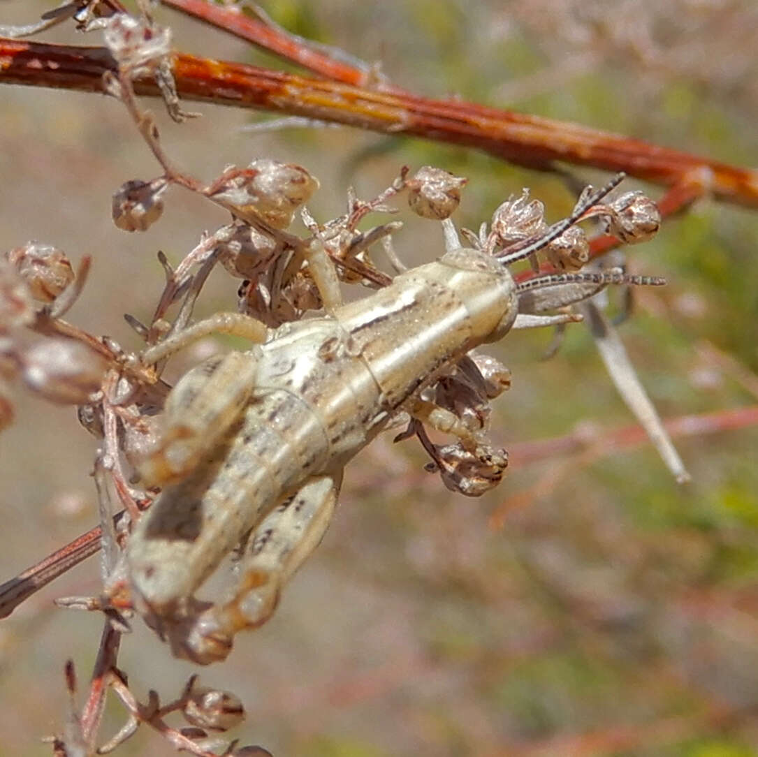 Melanoplus bowditchi Scudder & S. H. 1878的圖片