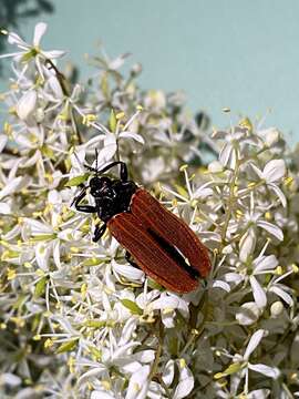 Image of Castiarina nasata (Saunders 1869)