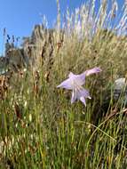 Imagem de Gladiolus blommesteinii L. Bolus