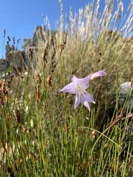 صورة Gladiolus blommesteinii L. Bolus