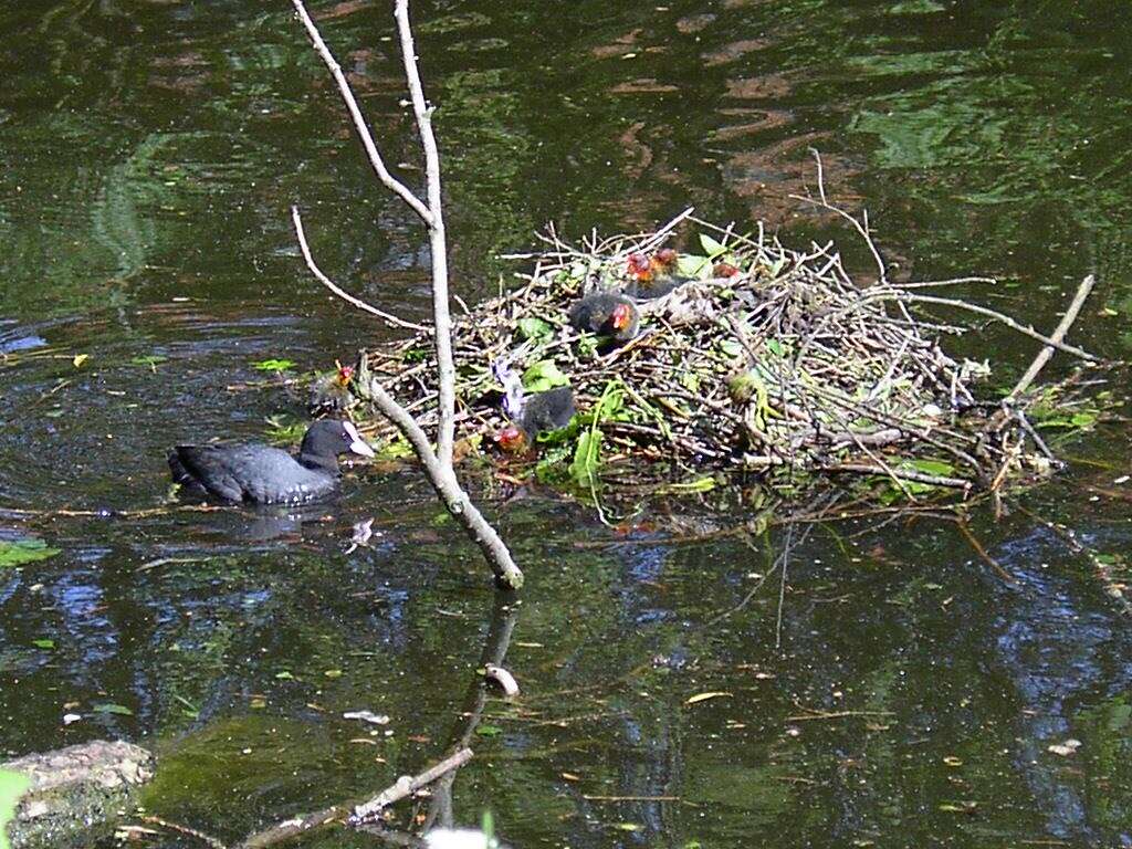 Image of Common Coot