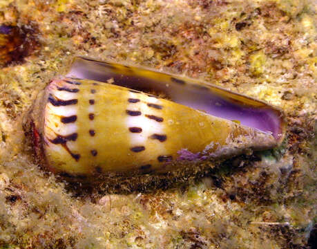 Image of weasel cone