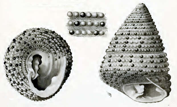 Image of Clanculus comarilis Hedley 1912