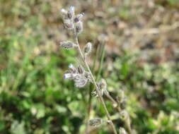 Image of strict forget-me-not