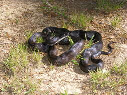 Image of Rat snakes
