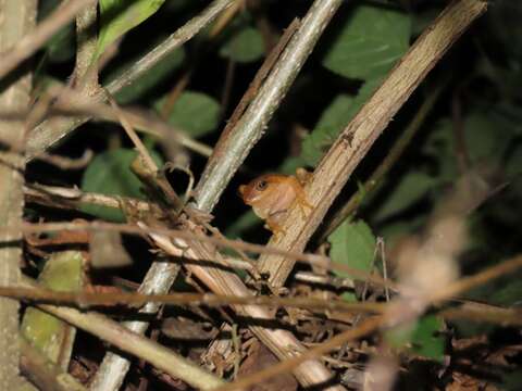 Image de Raorchestes luteolus (Kuramoto & Joshy 2003)