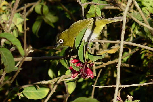 Image of Ceylon White-eye