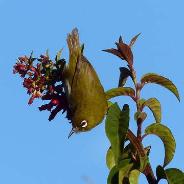 Image of Ceylon White-eye