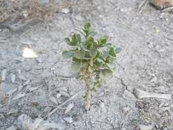 Image of Nitraria retusa (Forsk.) Aschers.