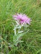 Image of singleflower knapweed