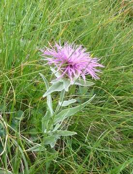 Centaurea uniflora Turra resmi