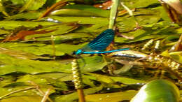 Image of Banded Agrion