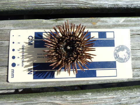 Image of Atlantic purple sea urchin