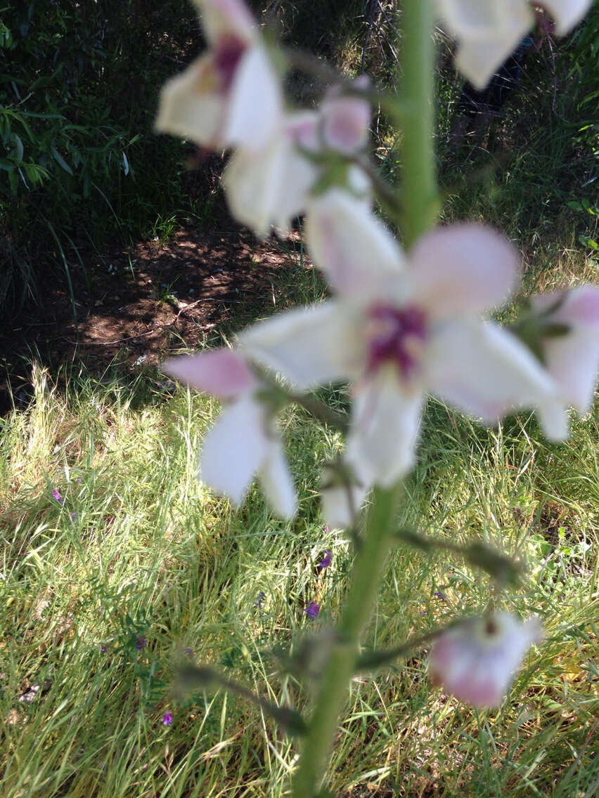 Imagem de Verbascum blattaria L.