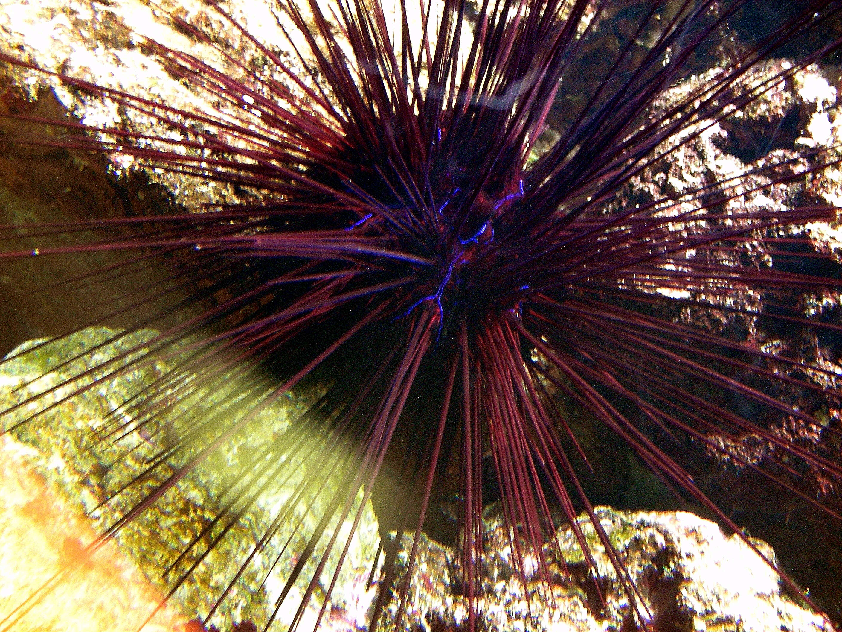 Image of spiny urchin