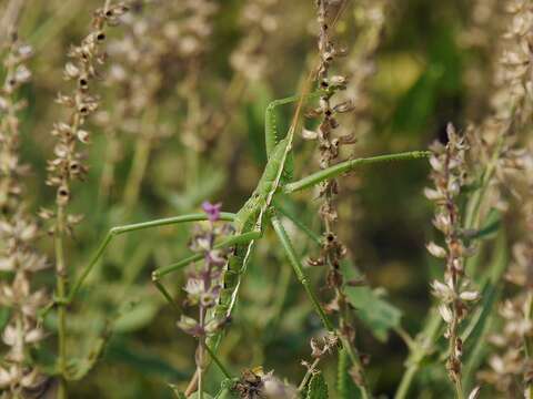 Image of Common Predatory Bush-cricket