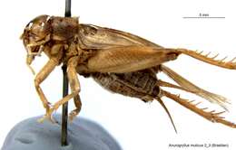 Image of Short-tailed Crickets