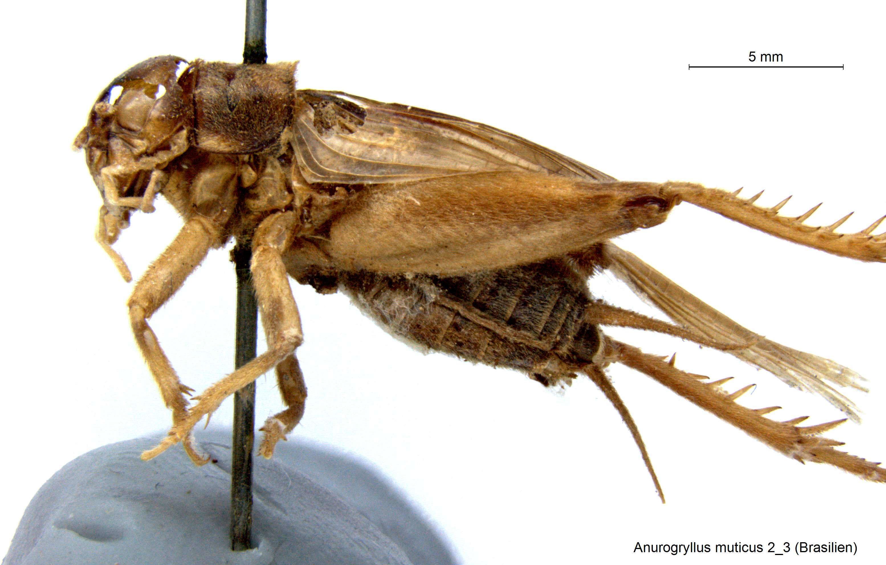 Image of Short-tailed Crickets