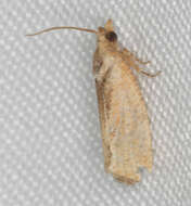 Image of Moth