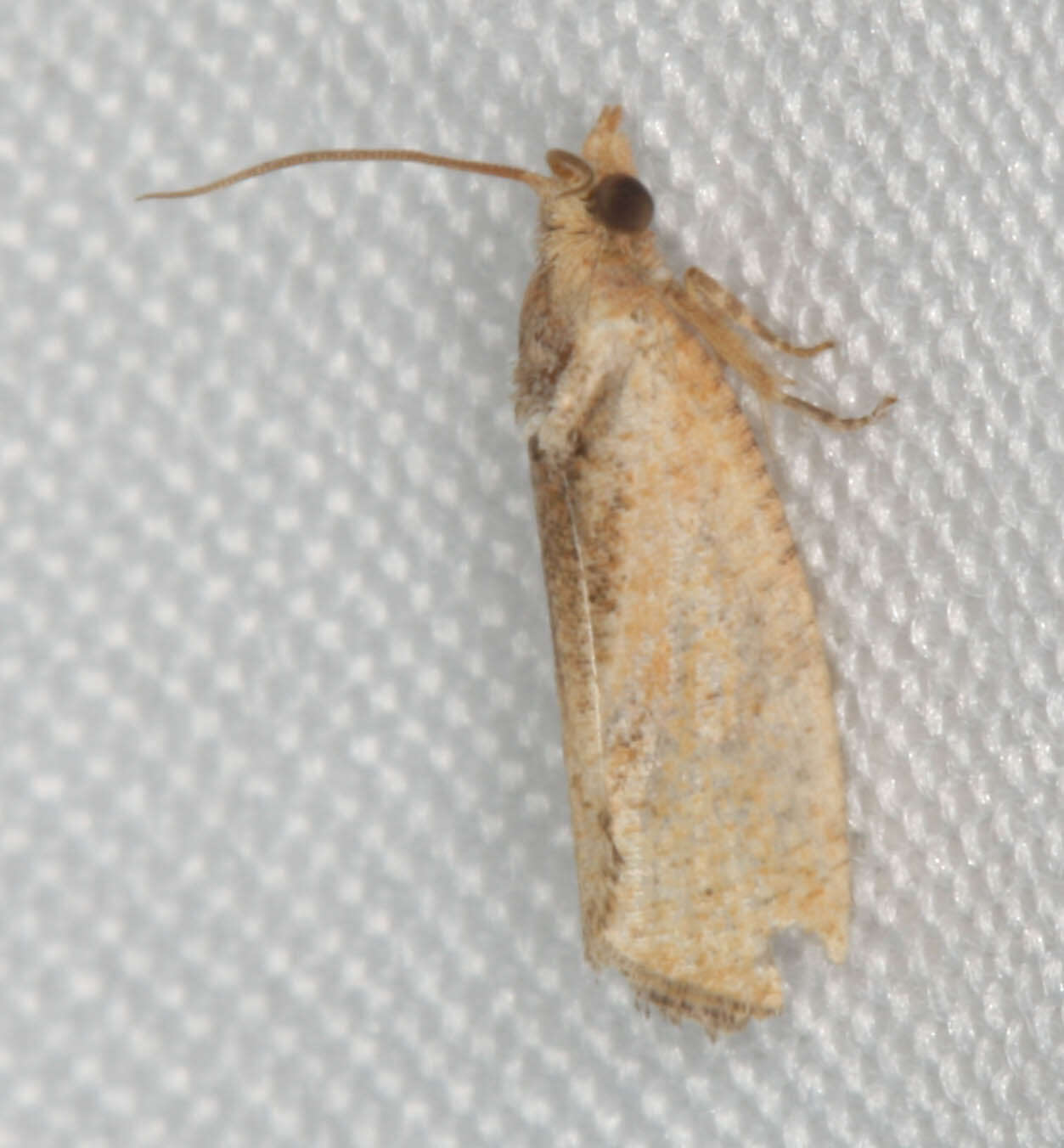 Image of Moth