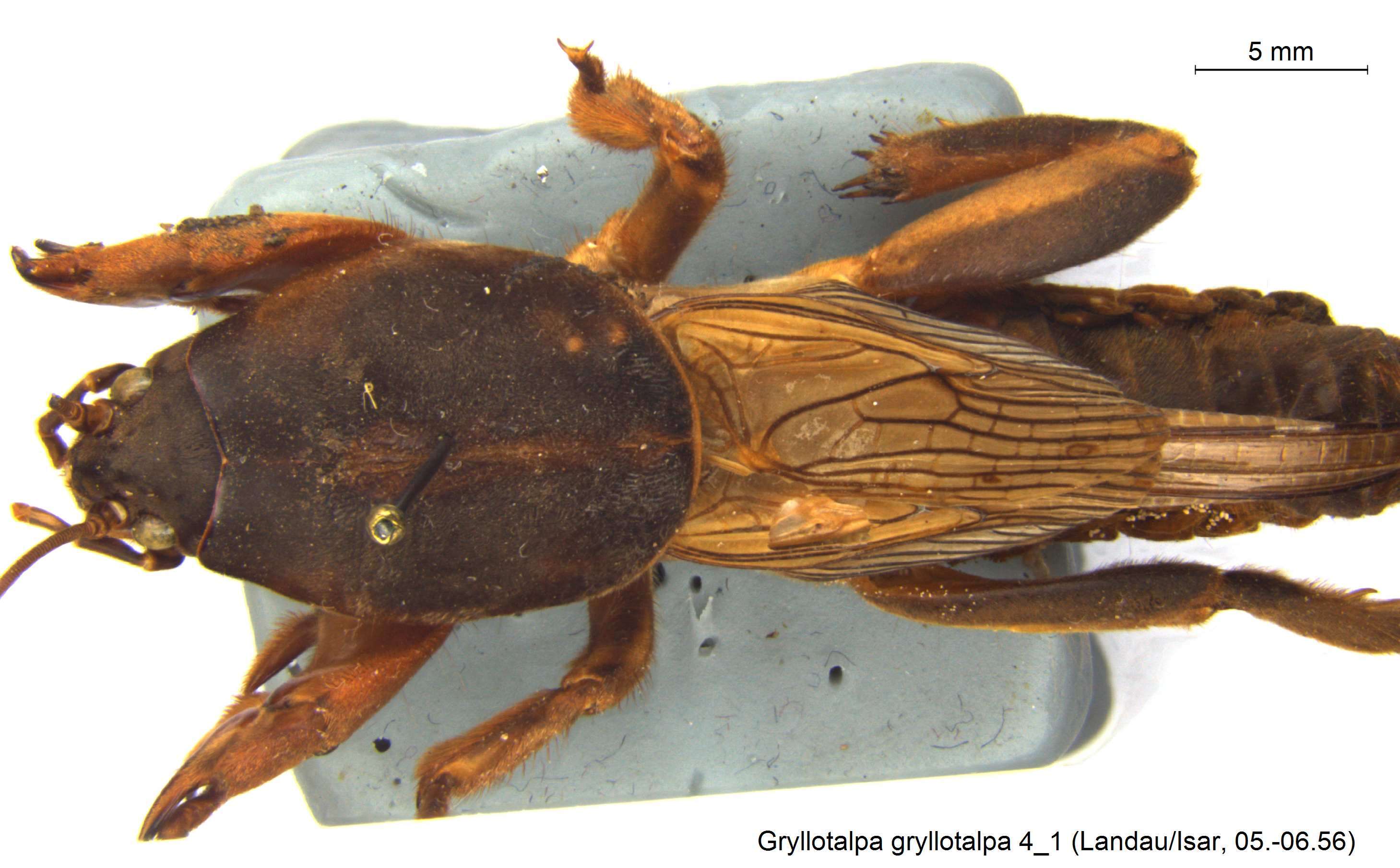 Image of European Mole Cricket