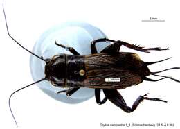 Image of Field cricket