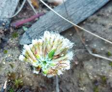 Image of Metalasia erectifolia Pillans