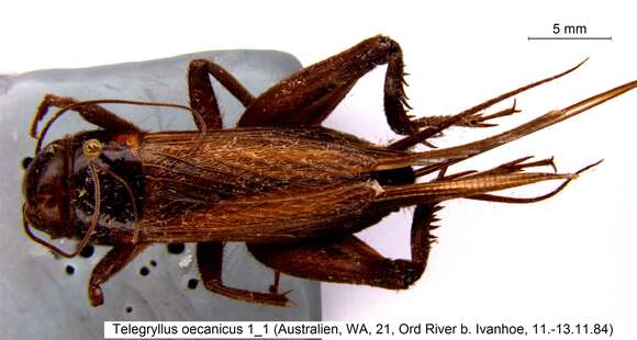 Image of Oceanic field cricket