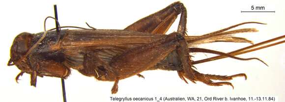 Image of Oceanic field cricket