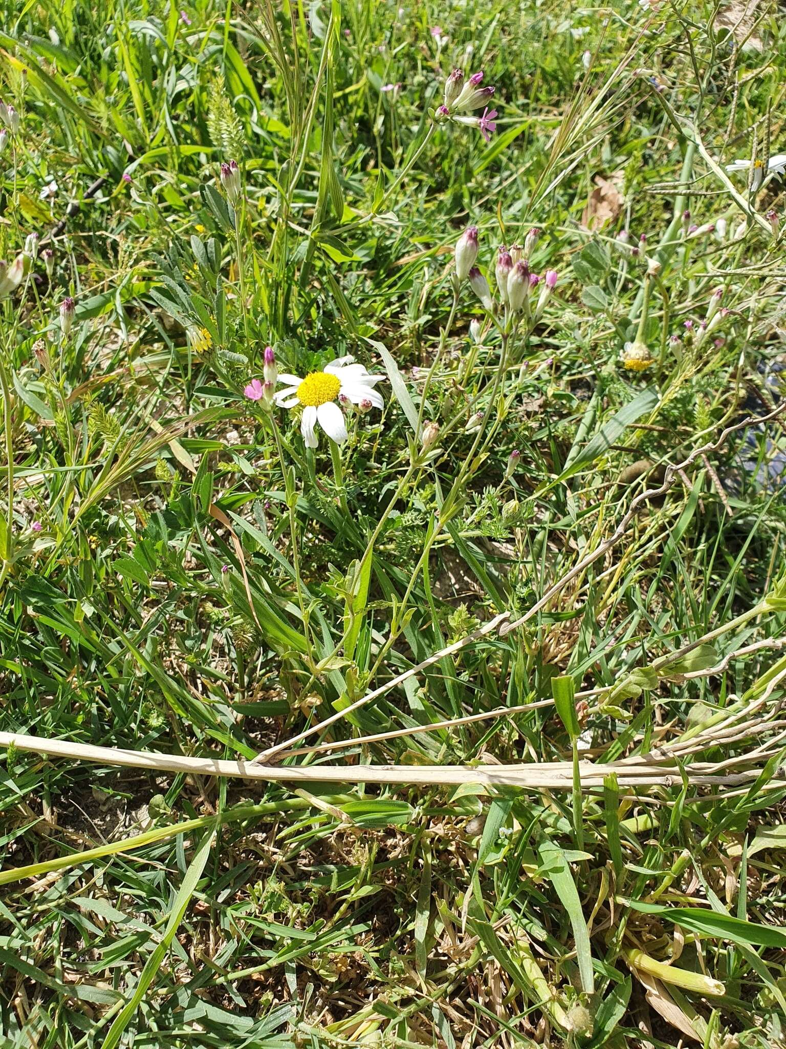 Image of Silene turbinata Guss.