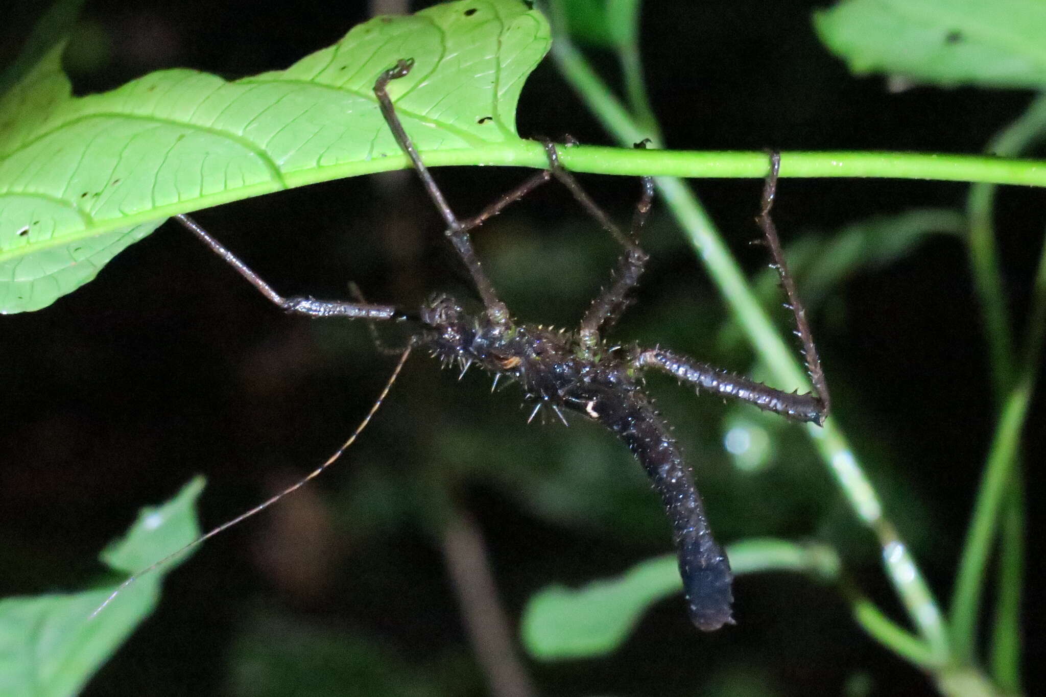 Image of Haaniella echinata (Redtenbacher 1906)