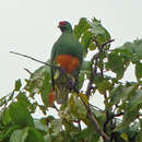 Image of Knob-billed Fruit Dove