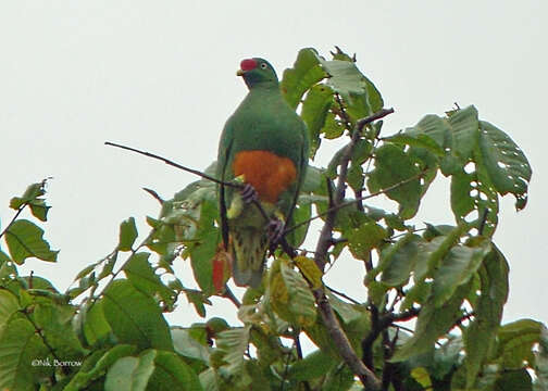 Image of Knob-billed Fruit Dove