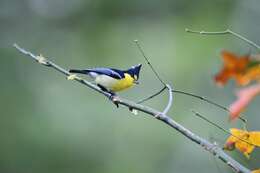 Image de Mésange de Taiwan