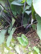 Image of arrowleaf elephant's ear