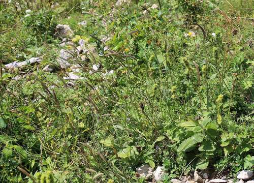 Image of Phleum hirsutum Honck.