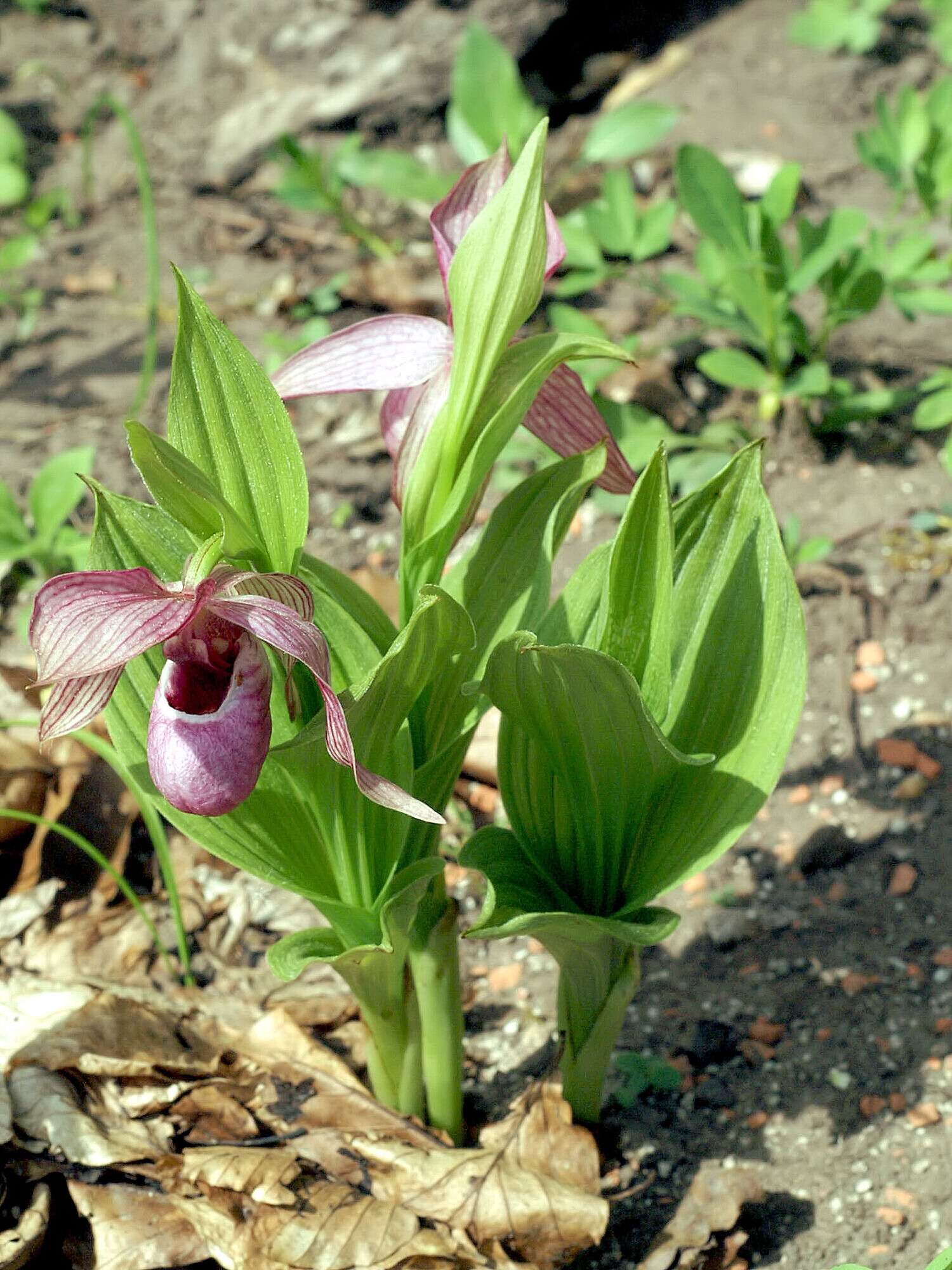 Image of Tibetian Cypripedium