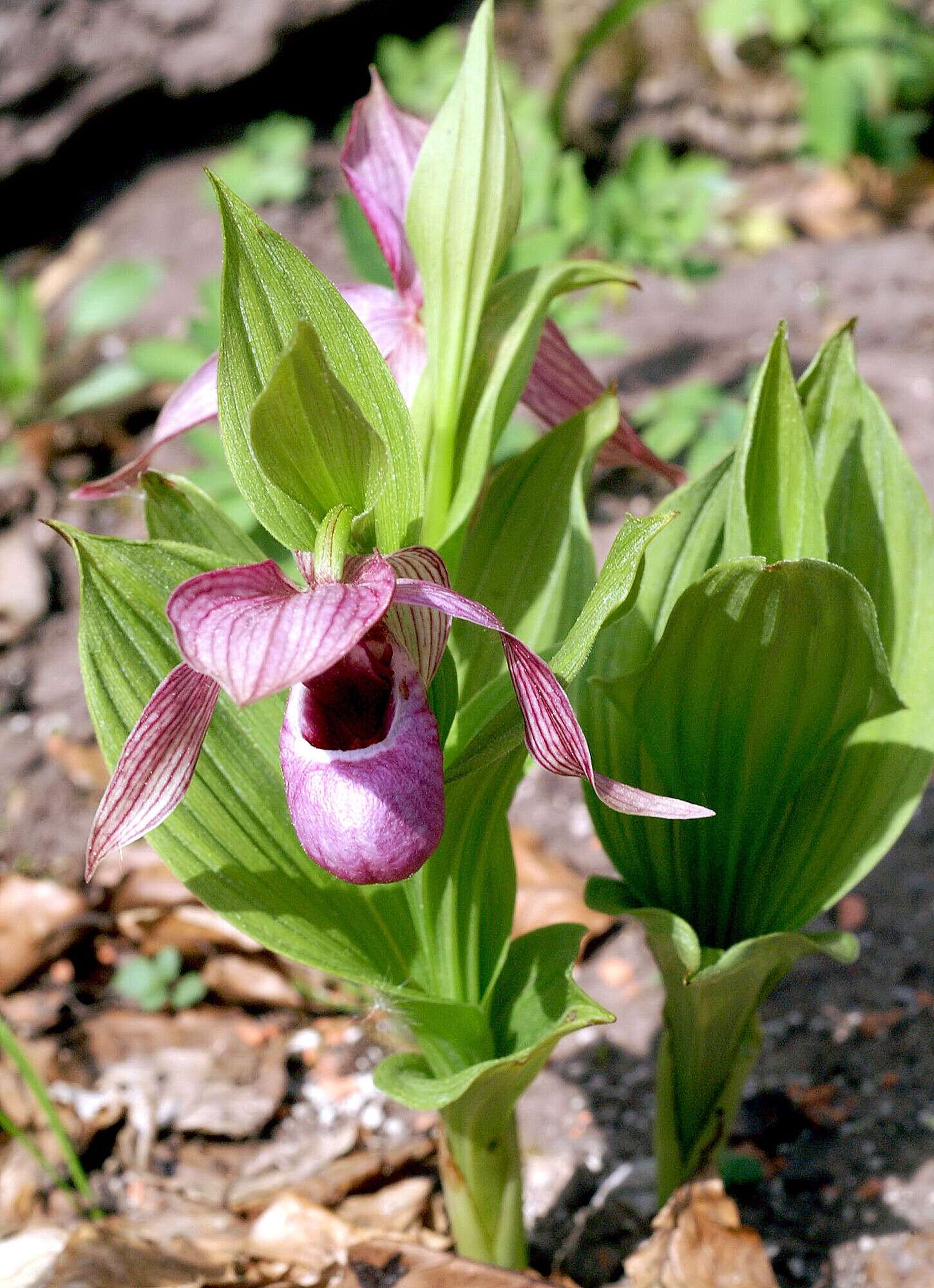 Image of Tibetian Cypripedium