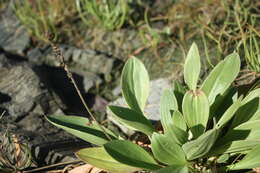 Image of redwool plantain