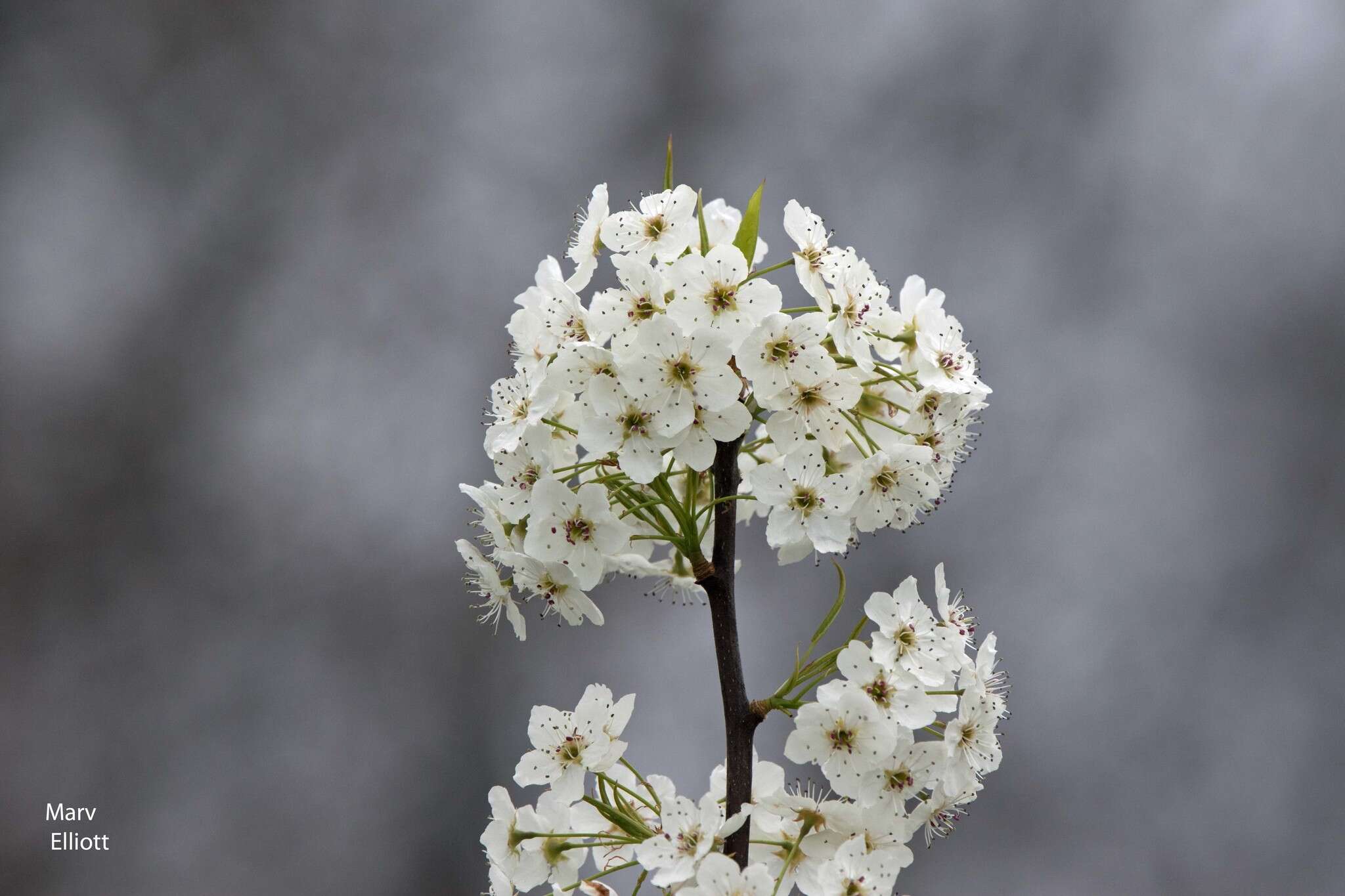 Image of Bradford Pear