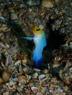 Image of Yellowhead Jawfish