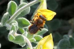 Image de Osmia cinnabarina Pérez 1895