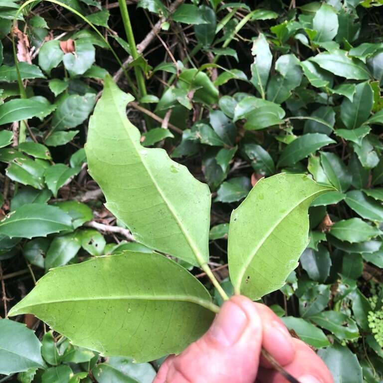 Image of Tetrastigma nitens (F. Müll.) Planchon