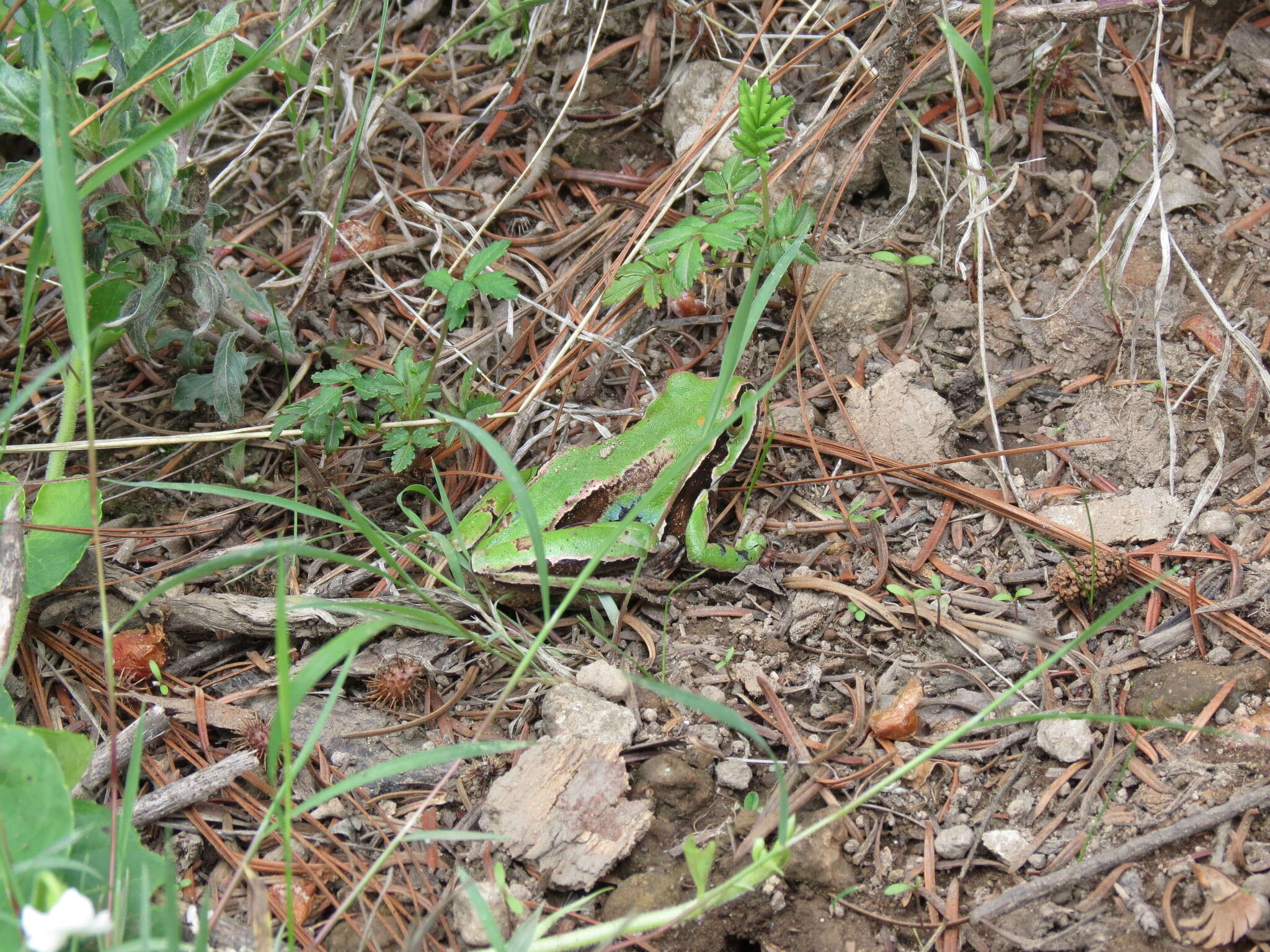 Image de Dryophytes plicatus (Brocchi 1877)